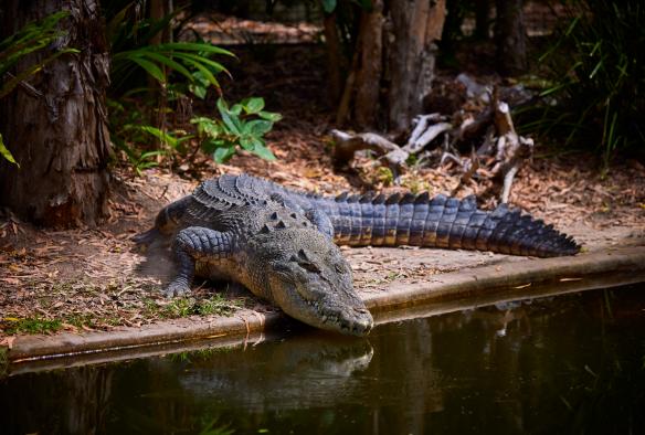 A crocodile lounging beside the water at Hartley's Crocodile Adventures, Cairns, Queensland © Tourism and Events Queensland