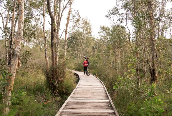 A couple walking along an elevated wooden boardwalk through bushland, pointing up towards the treetops in Tilligerry Habitat Reserve, Tanilba Bay, New South Wales © Rob Mulally