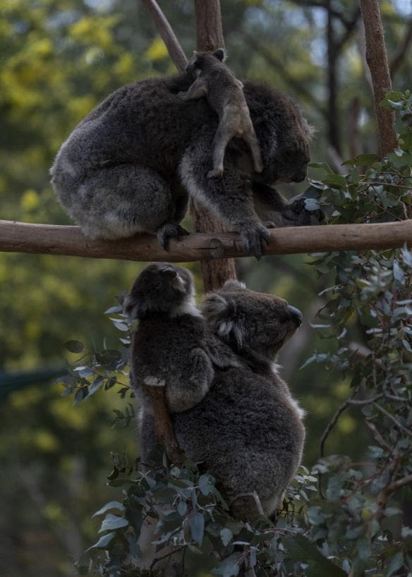 A mother koala with a baby on its back standing on a tree beneath another mother and baby koala above in Tidbinbilla, Australian Alps, Australian Capital Territory © Tourism Australia