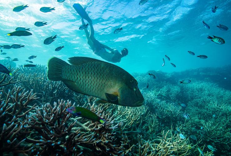 Snorkelling with Maori Wrasse, Great Barrier Reef, QLD © Tourism and Events Queensland