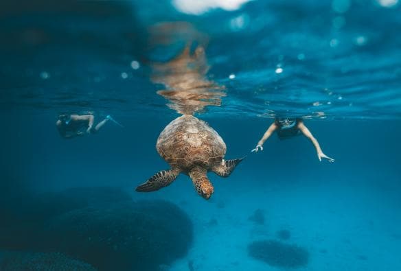Snorkellers with turtle, Heron Island, QLD © James Vodicka/Tourism Australia