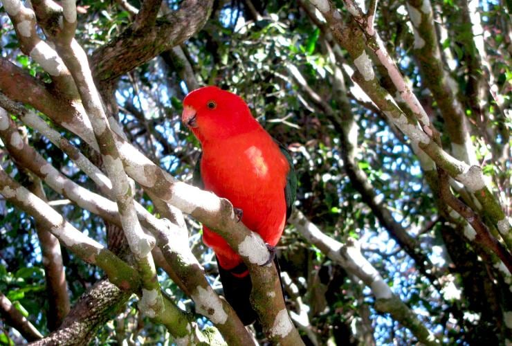 A bright red King Parrot in a tree at O'Reilly's Rainforest Retreat, Lamington National Park, Queensland © Tourism Australia