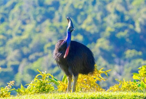 A large cassowary standing in a grassy field, FNQ Nature Tours, Daintree Rainforest, Queensland © FNQ Nature Tours