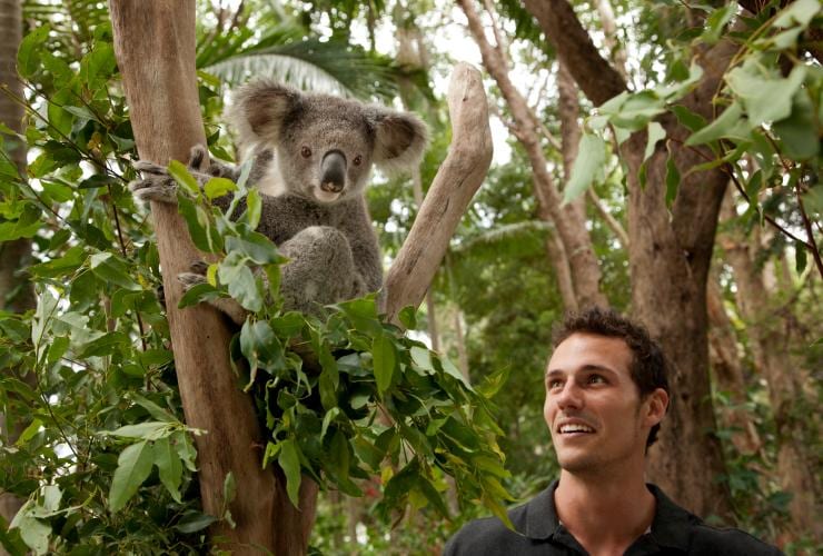 Koala, Gold Coast, QLD © Darren Jew / darrenjew.com