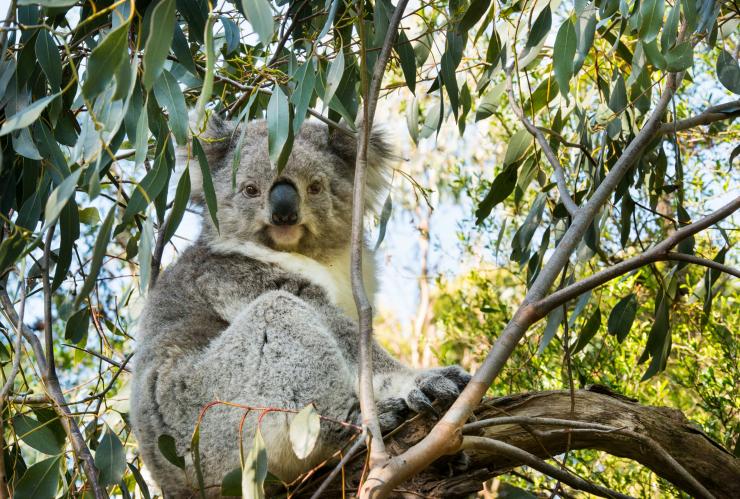 Koala at Koala Conservation Centre, Phillip Island, VIC © Visit Victoria