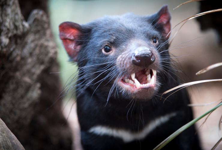 Tasmanian devil (Sarcophilus harrisii), Bonorong Wildlife Park, TAS © Tourism Tasmania & Rob Burnett