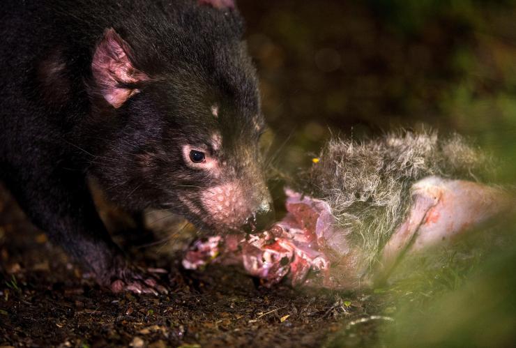 Tasmanian devil - Devils @ Cradle, Tasmanian Devil Sanctuary, Cradle Mountain Lake St Clair National Park, TAS © Tourism Tasmania & Rob Burnett