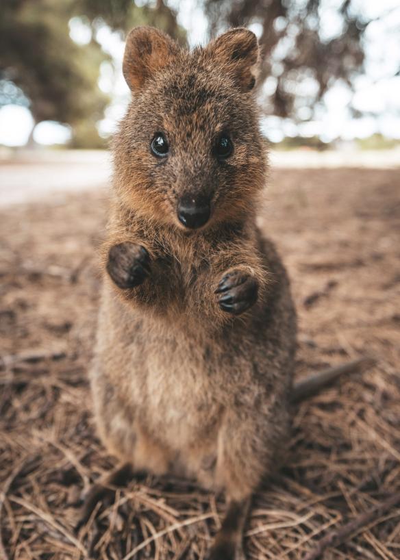 A quokka standing on its hind legs on Rottnest Island, Western Australia © James Vodicka