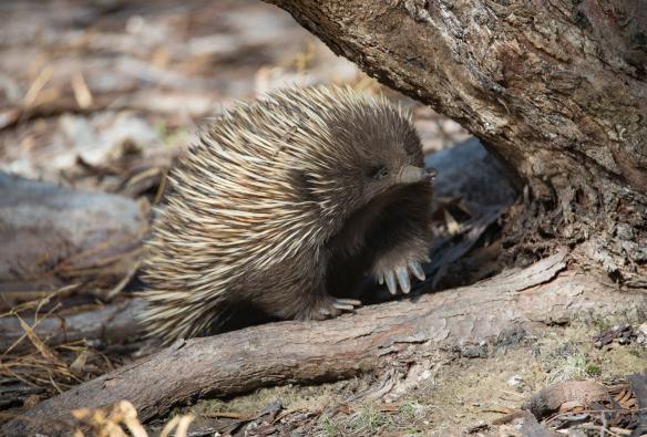 An echidna walking beside a tree, Exceptional Kangaroo Island, South Australia © Exceptional Kangaroo Island
