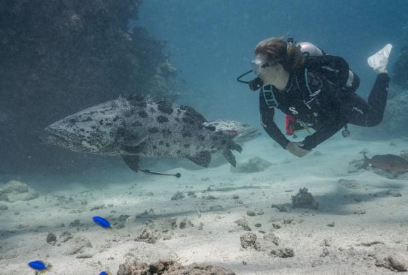 A scuba diver swimming beside two potato cods with smaller, vibrant blue fish below them with Spirit of Freedom on the Great Barrier Reef, Queensland © Tourism Tropical North Queensland