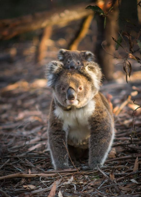 A koala joey riding on its mum’s back in Flinders Chase National Park, Kangaroo Island, South Australia © Sam Morgan