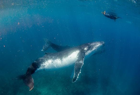 A swimmer looks at a humpback whale calf and its mum on a tour with Live Ningaloo, Exmouth, Western Australia © Chris Jansen / Live Ningaloo 