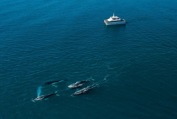 Aerial view of a pod of whales and a tour boat, Naturaliste Charters, Dunsborough, Western Australia © Tourism Australia 