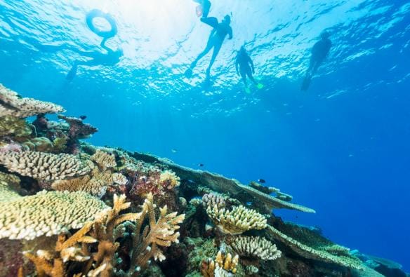Snorkellers look down at a garden of coral on Moore Reef, Great Barrier Reef, Queensland © Tourism and Events Queensland 