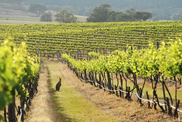 Kangaroo standing between rows of vines at a winery in Mudgee, New South Wales © Amber Hooper