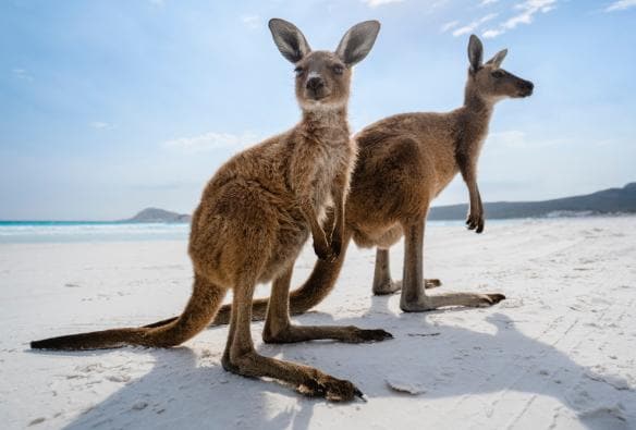 Two kangaroos standing together in the sun on white sand at Lucky Bay, Esperance, Western Australia © Australia’s Golden Outback