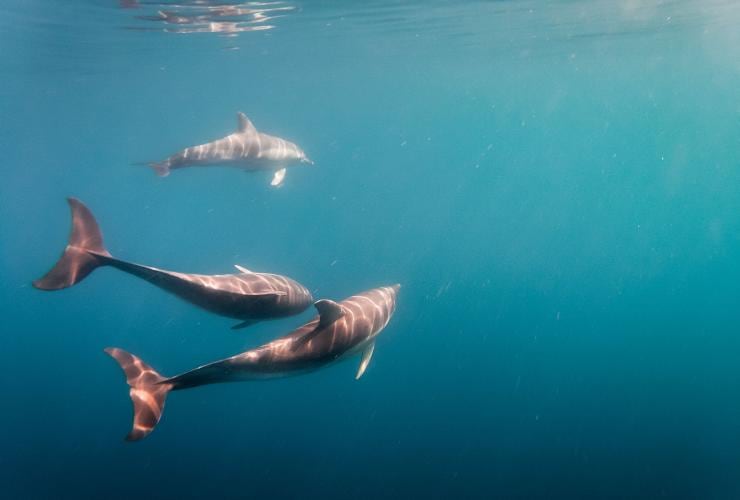 Three dolphins swimming underwater, Temptation Sailing, Adelaide, South Australia © Mish and Kirk