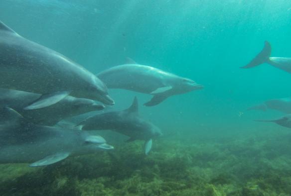 An underwater photo of a pod of dolphins swimming by, Baird Bay, South Australia © Tourism Australia