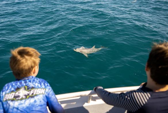 Two people on a boat looking at a dolphin in the ocean nearby, Kangaroo Island Ocean Safari, Kangaroo Island, South Australia © Tourism Australia