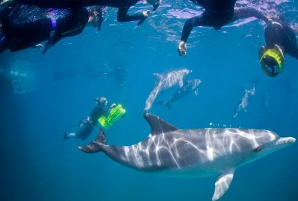 Underwater scene of snorkellers swimming with dolphins, Perth Wildlife Encounters, Perth, Western Australia © Perth Wildlife Encounters