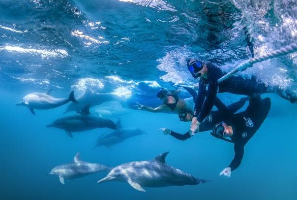 Underwater photo of a group of people swimming with a pod of dolphins, Dolphin Swim Australia, Nelson Bay, New South Wales © A couple smiling while standing on the edge of a boat, Dolphin Swim Australia, Port Stephens, New South Wales © Destination NSW Two people sitting on the edge of a boat wearing wet suits and snorkels, Dolphin Swim Australia, Port Stephens, New South Wales © Destination NSW  Gergo Rugli