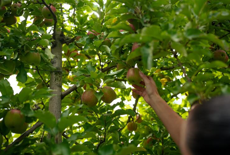 A hand picking an apple from a tree, Lenswood Pick Your Own, Lenswood, South Australia © South Australian Tourism Commission