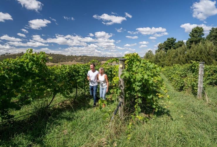 Two people walk among the green, luscious grapevines of Mount Majura Vineyard, Canberra, Australian Capital Territory © Tourism Australia