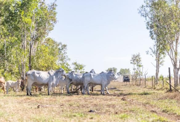 Cows at Finniss River Lodge, The Top End, Northern Territory © Tourism Events NT/Helen Orr Finniss River Lodge