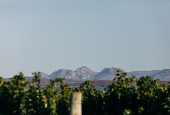 View of vines and mountains at Devil's Corner Winery, East Coast, Tasmania © Stu Gibson