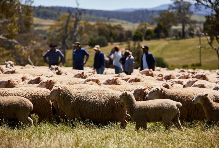 A man shears a sheep, Curringa Farm, Hamilton, Tasmania © Tourism Australia
