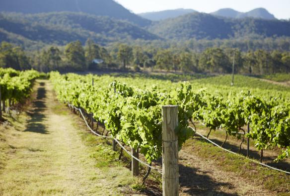 Scenic view of Audrey Wilkinson Vineyard, Pokolbin, New South Wales © Destination NSW