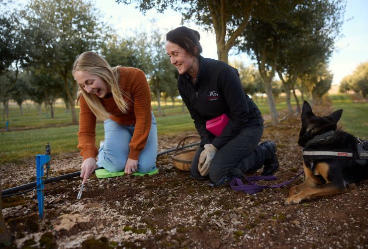 Woman digging into the ground looking for truffles, next to her is a tour guide, Red Ground Truffles, Oberon, New South Wales © Destination NSW