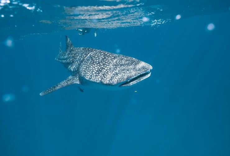 Whale sharks swimming underwater in Exmouth, Western Australia © Tourism Australia