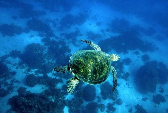 Coral Bay, Ningaloo Marine Park, Western Australia © Australia’s Coral Coast