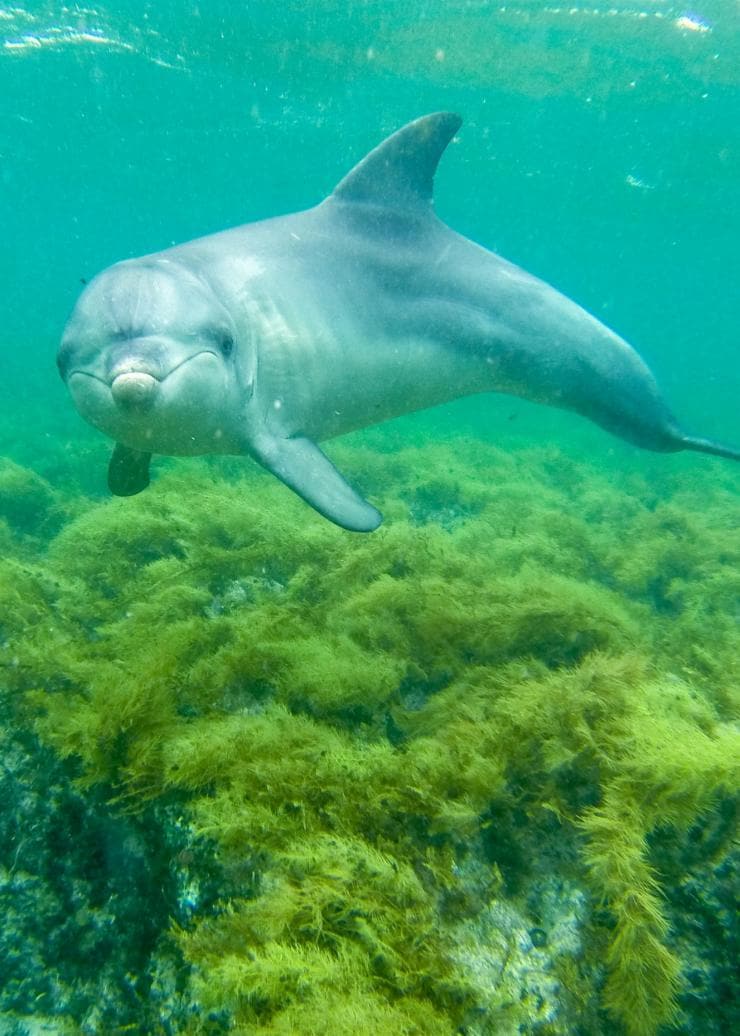 Dolphins, Baird Bay, Eyre Peninsula, South Australia © Tourism Australia