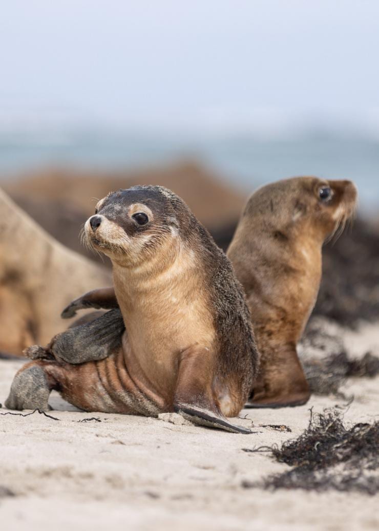 Seal Bay Conservation Park, Kangaroo Island, SA © Kangaroo Island Tourism Alliance