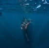 Whale shark swimming at Ningaloo Reef © Tourism Western Australia
