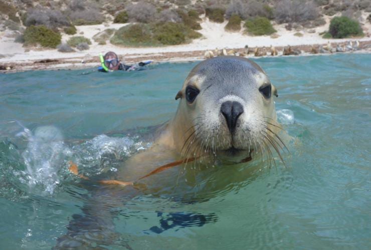 Sea lion, Port Lincoln South Australia © Calypso Star Charter