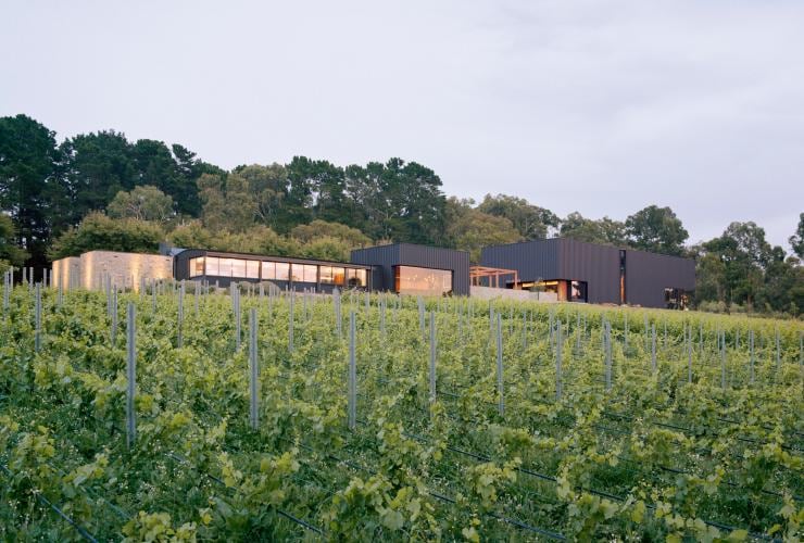 A lush green vineyard with a cellar door, Ten Minutes by Tractor, Mornington Peninsula, Victoria © Rory Gardiner