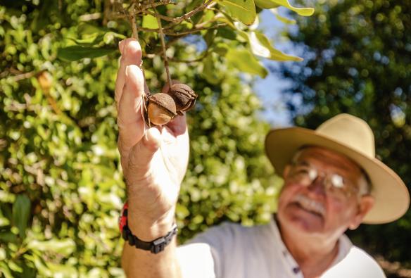 Close-up of macadamia nuts hanging from a tree at Macadamias Australia, Bundaberg, Queensland © Tourism Australia 
