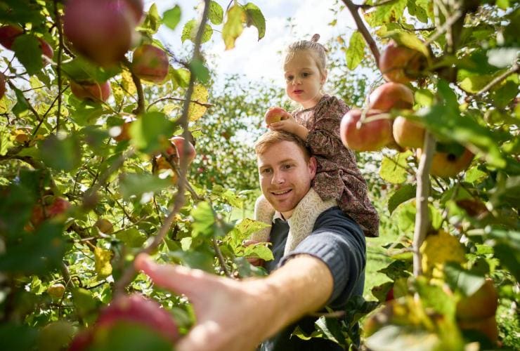 A father with a toddler on his shoulders picking apples in an orchard, Glenbernie Orchard, Illawarra, New South Wales © Tourism Australia 