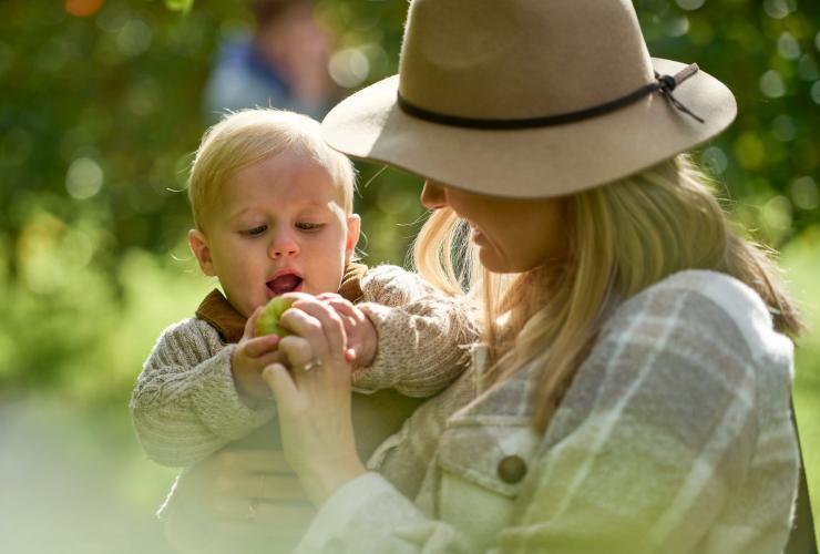 A mother picking apples in an orchard while holding a baby, Glenbernie Orchard, Illawarra, New South Wales © Tourism Australia