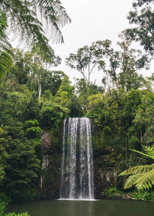 Millaa Millaa Falls, Millaa Millaa, QLD © Scott Pass