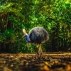 Cassowary in Daintree Rainforest, Queensland © Tourism and Events Queensland