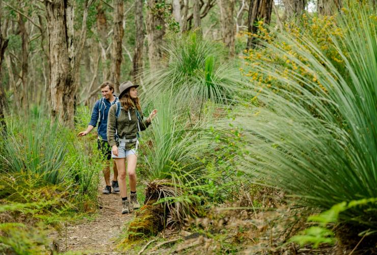 Two hikers walking along a narrow trail within a vibrant green forest of gumtrees and ferns on the Southern Ocean Walk in South Australia © Tourism Australia