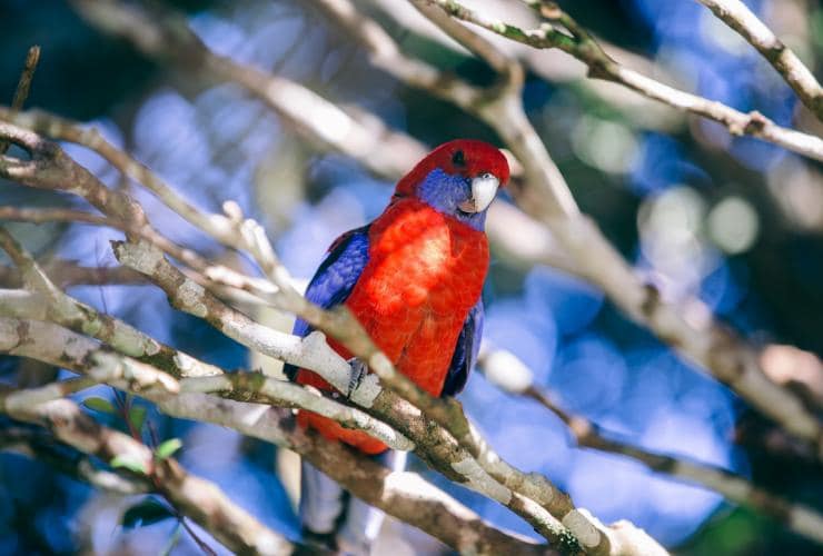 A bright red and blue bird in a tree at O'Reilly's Rainforest Retreat, Lamington National Park, Queensland © Tourism Australia