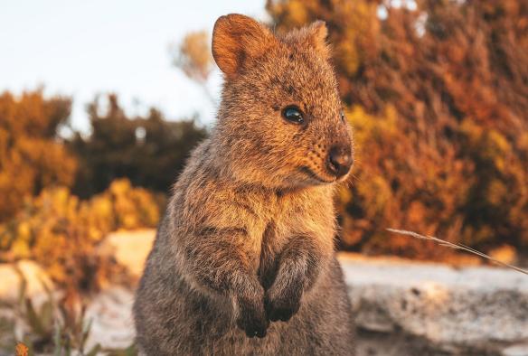 A quokka smiling as sunset casts an orange glow, Rottnest Island, Western Australia © James Fisher 