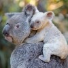 White koala joey with mum Tia at Australia Zoo in Beerwah in Queensland © Ben Beaden / Australia Zoo