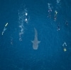 Aerial view over a group of people swimming near a whale shark on the surface of the ocean with Ningaloo Discovery, Ningaloo Reef, Coral Coast, Western Australia © Tourism Australia 