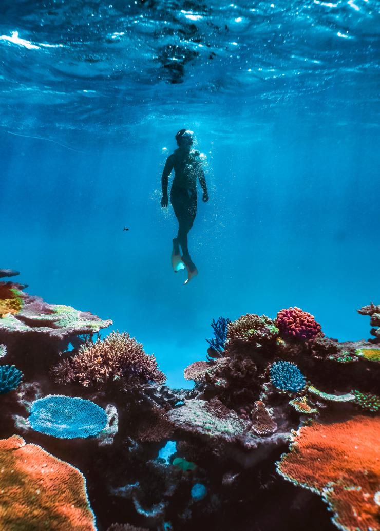 Underwater scene of a person snorkelling above a colourful reef, Magnetic Island, Queensland © Townsville Enterprise